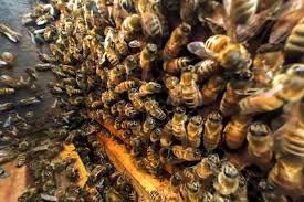 bee removal los angeles